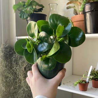Baby Rubber Plant plant in San Diego, California