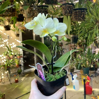 Phalaenopsis Orchid plant in San Diego, California