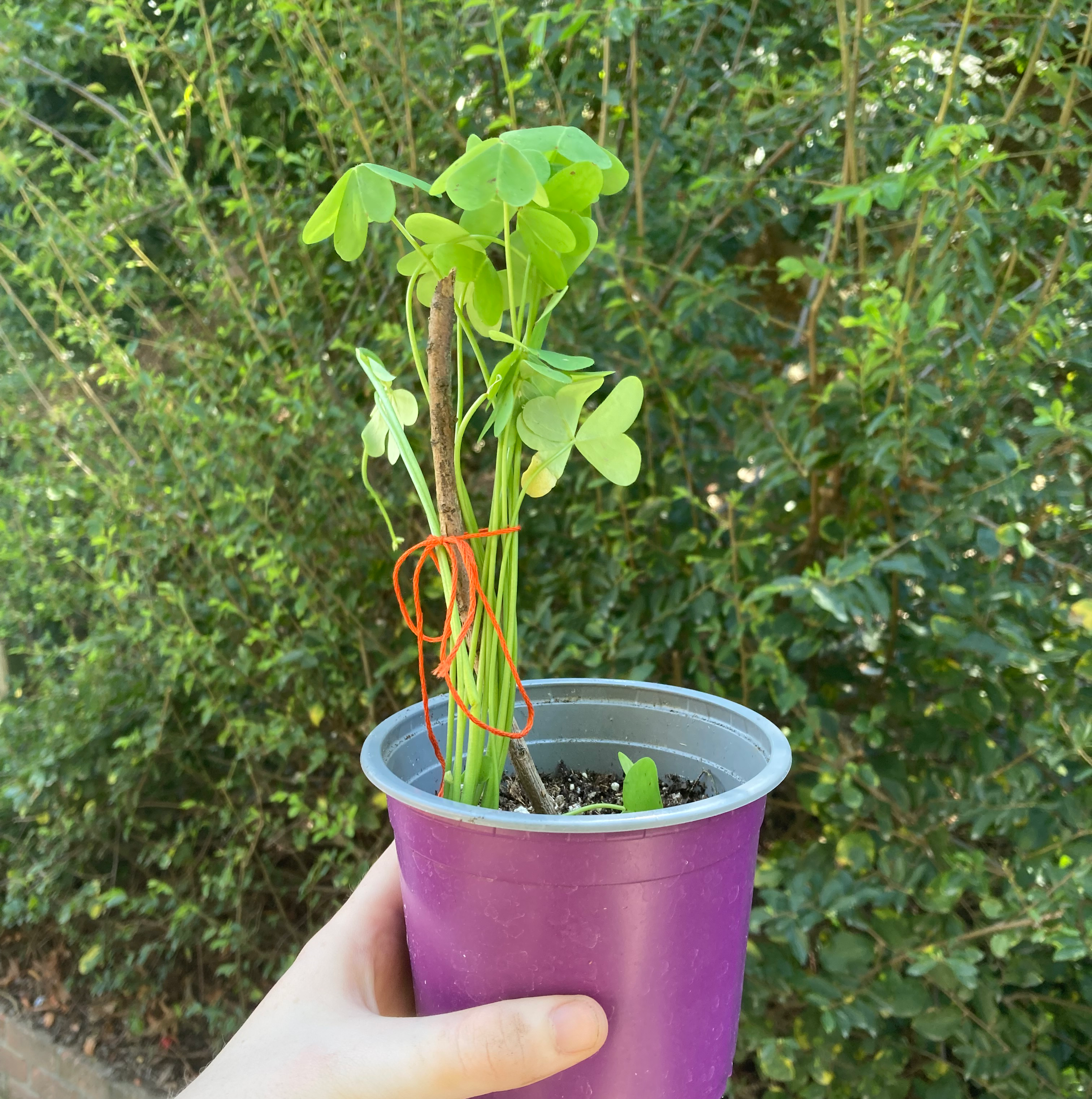 Potted Creeping Woodsorrel plant held by a hand, with green leaves and visible soil.