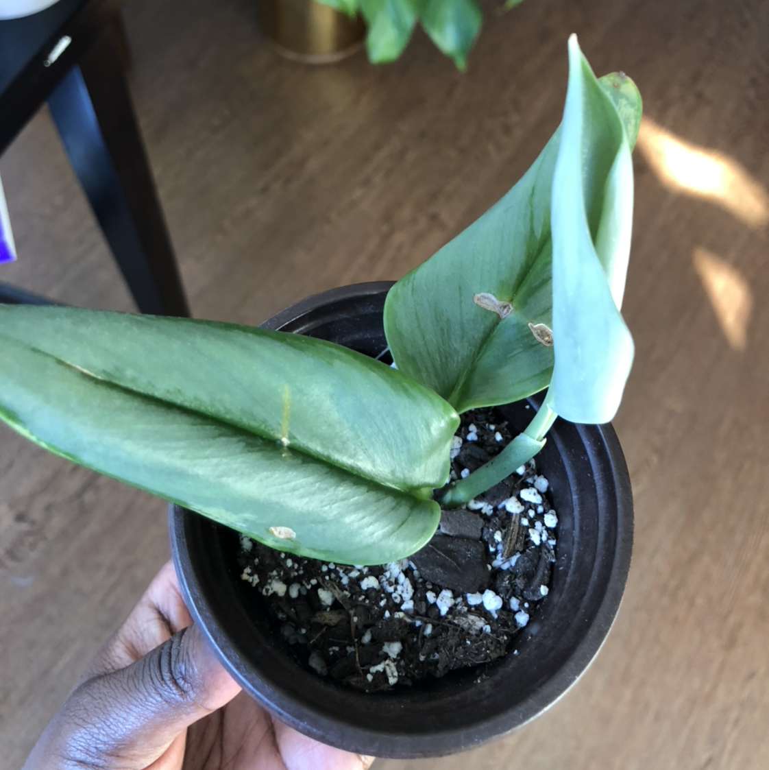 Potted Scindapsus treubii 'Moonlight' plant with healthy green leaves and visible soil.