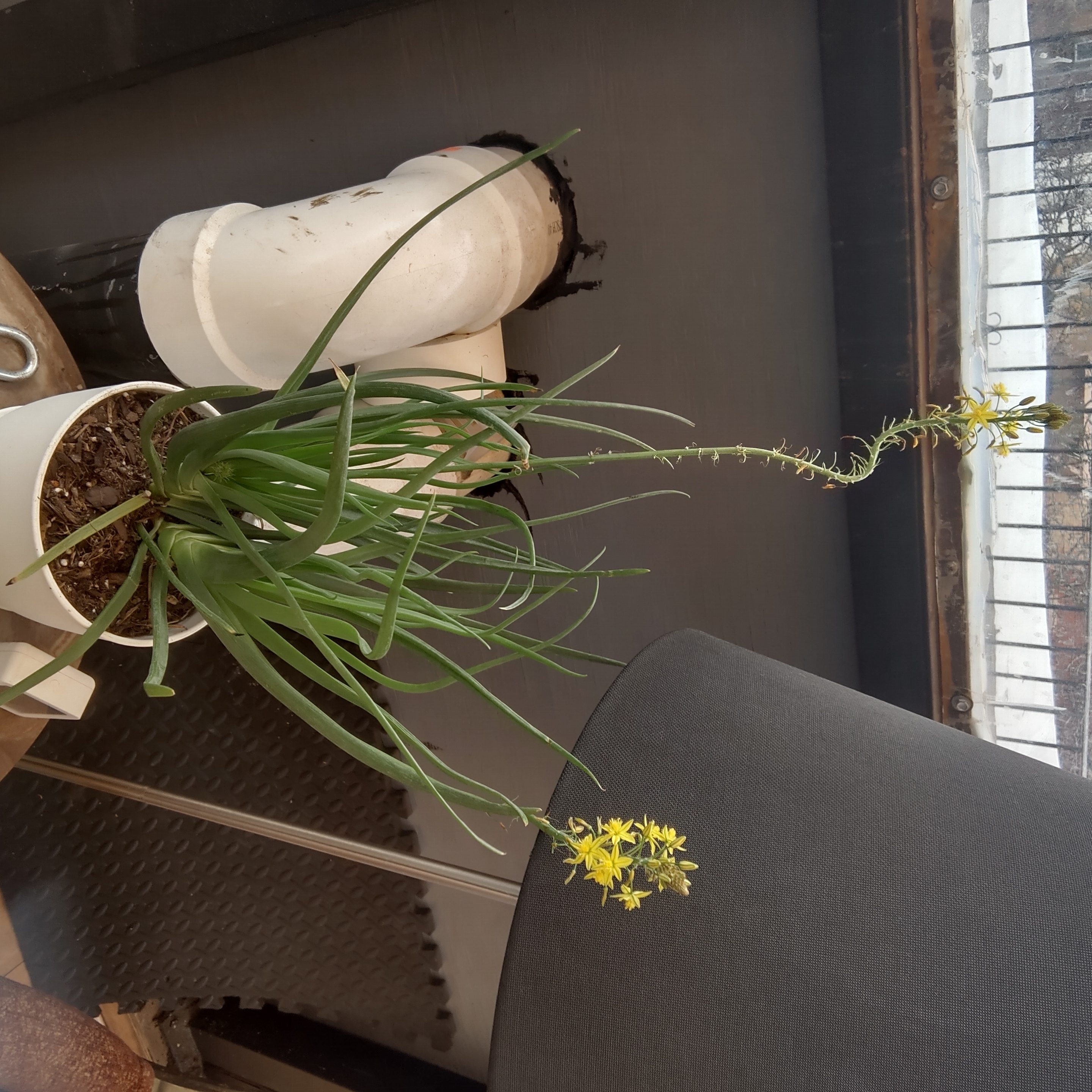 Orange Bulbine plant with green leaves and yellow flowers in a white pot.