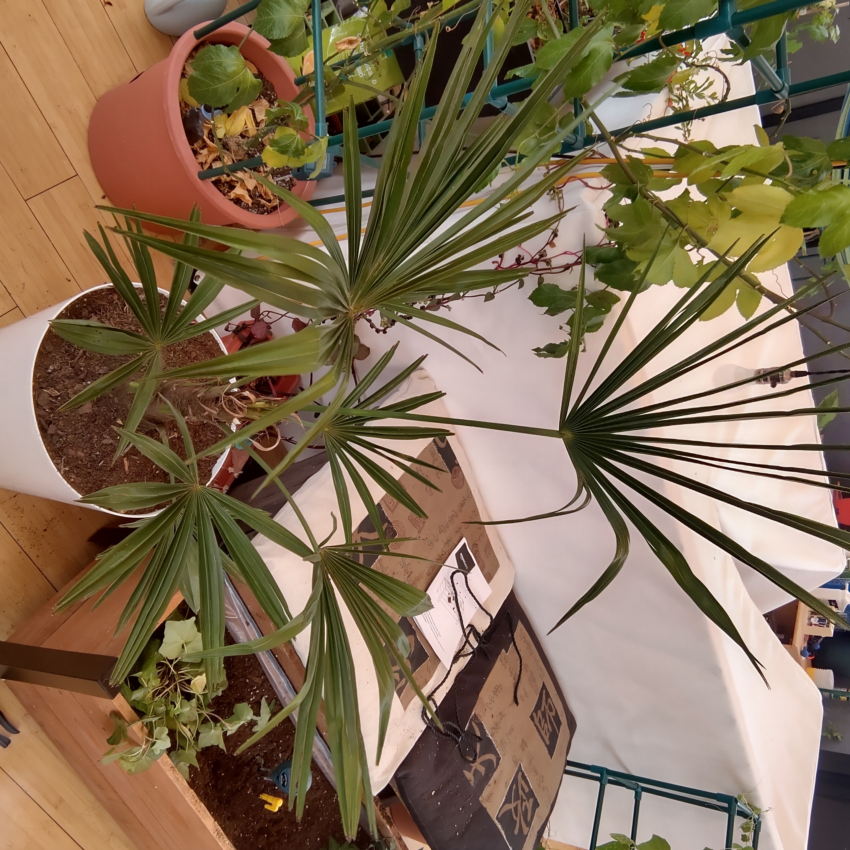 European Fan Palm in a pot with green, fan-shaped leaves. Other plants visible in the background.
