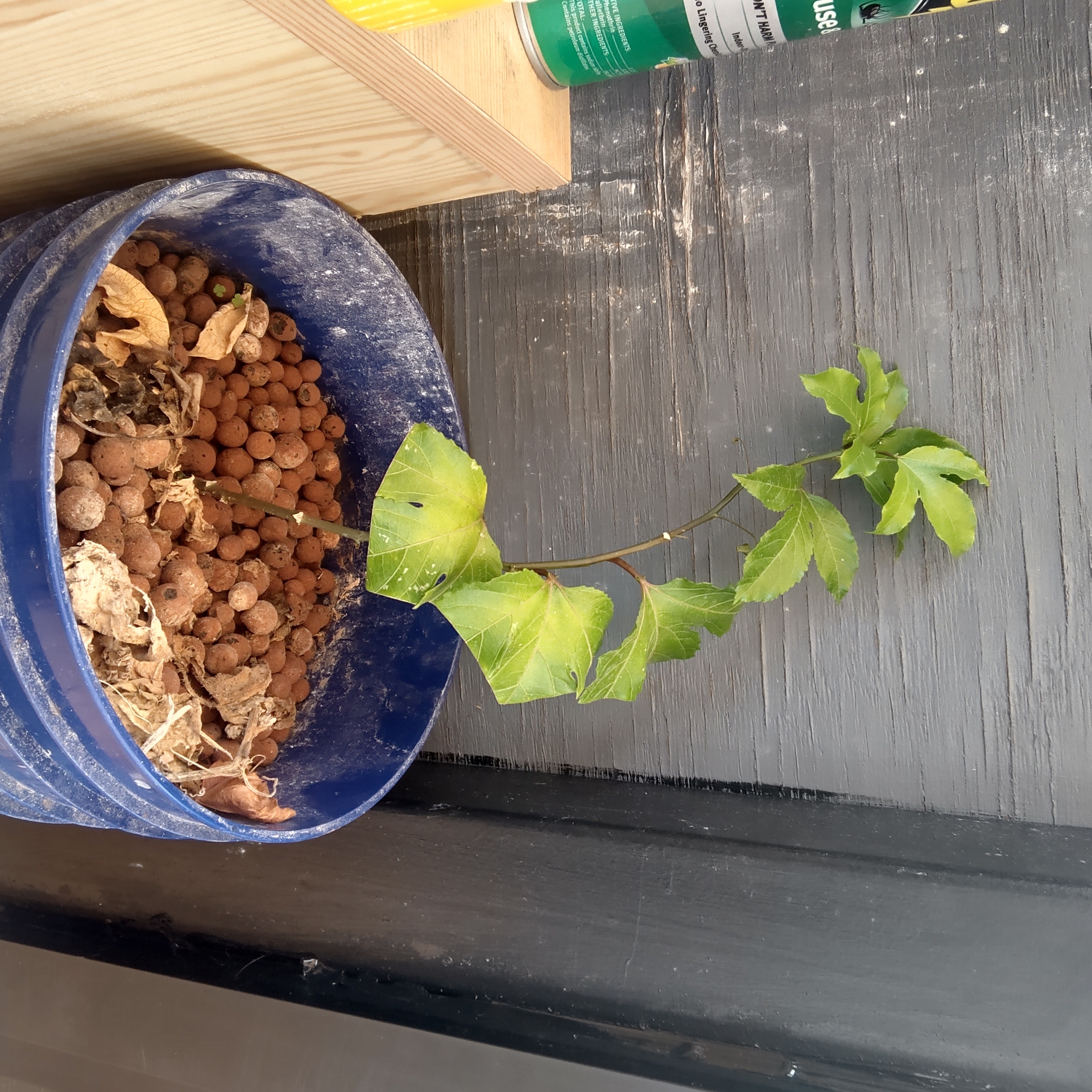 Young Passion Fruit plant in a blue pot with some yellowing leaves.