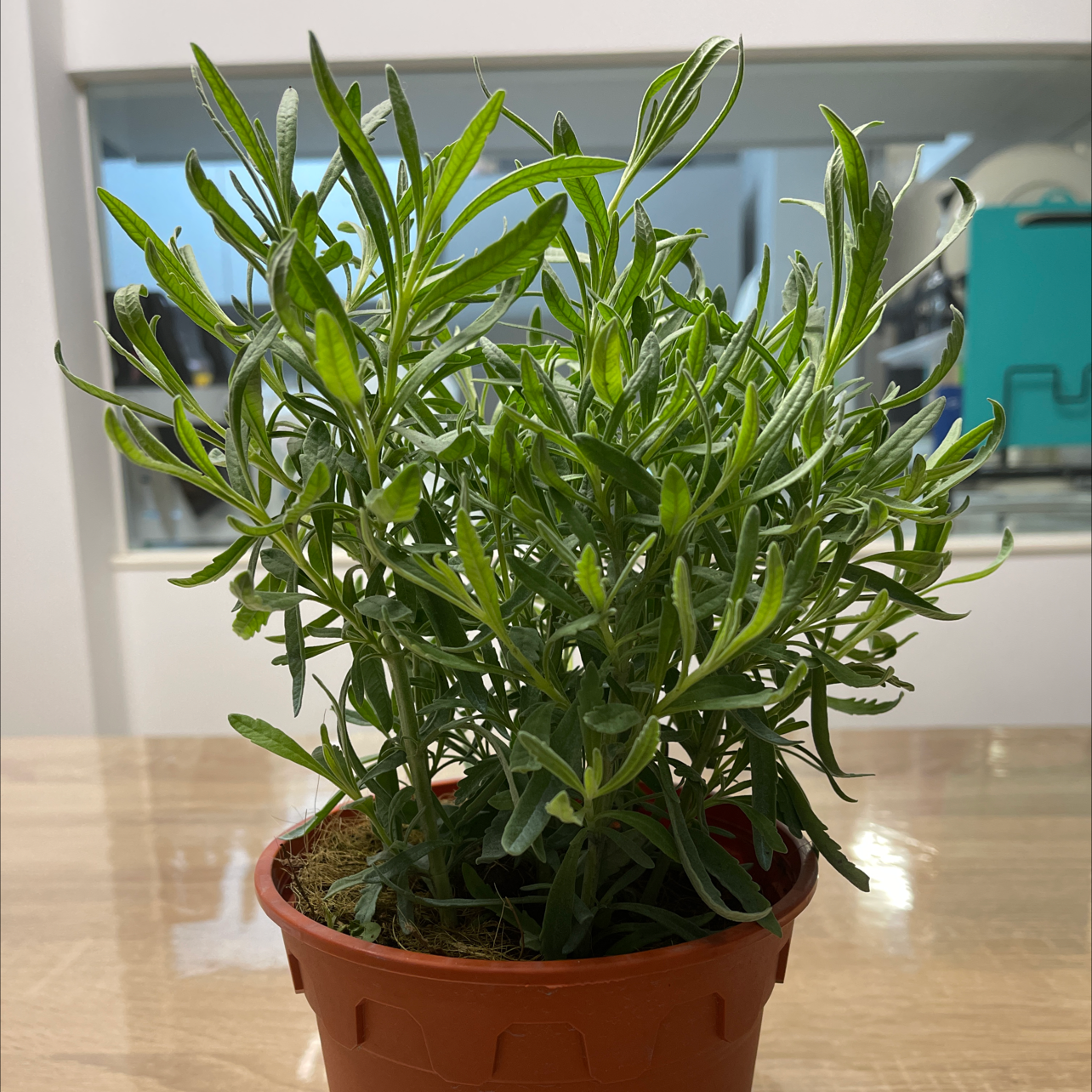 Photo of the plant species Broadleaved Lavender by @Cashmeres named Lavender on Greg, the plant care app