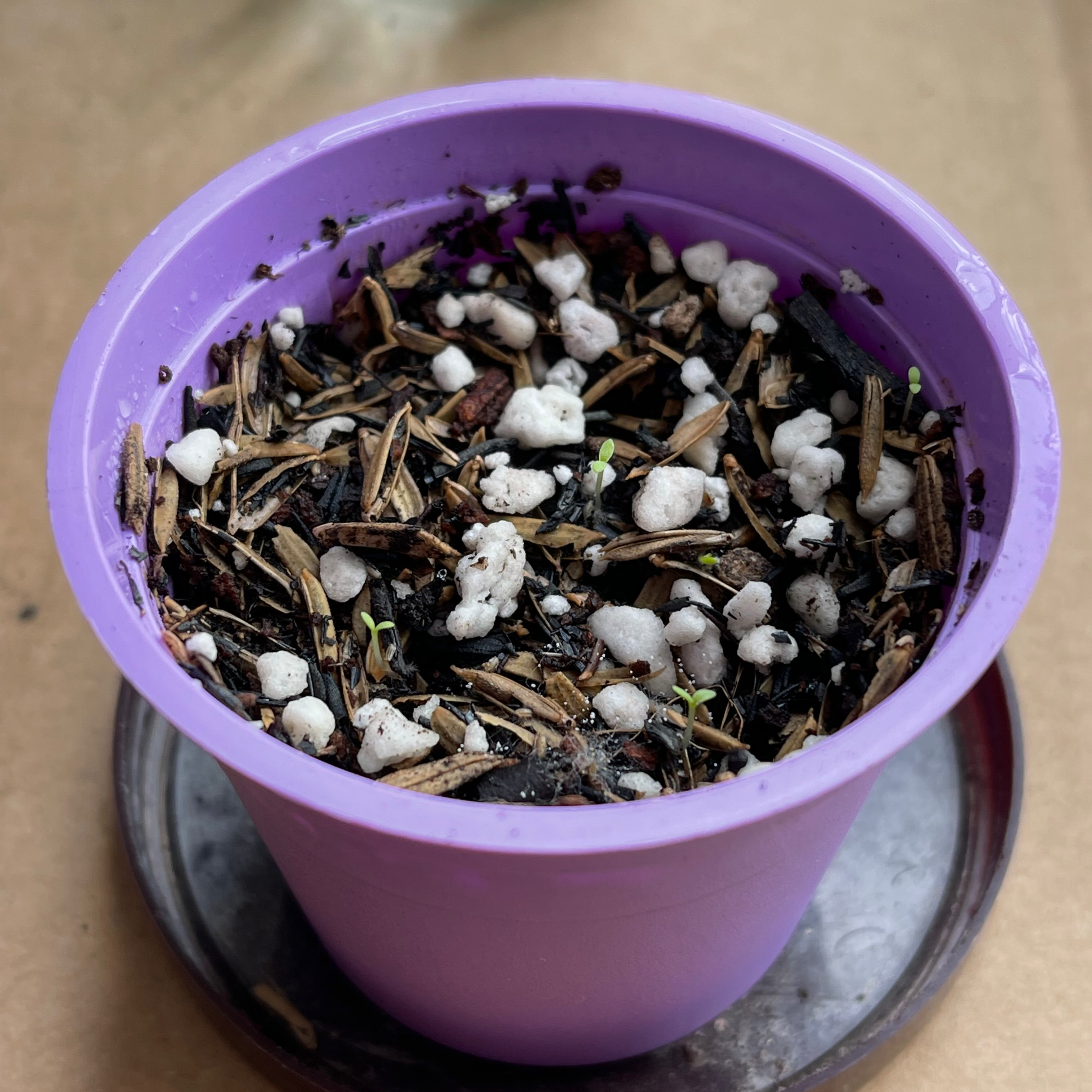 Purple pot with soil and small seedlings of German Chamomile emerging.
