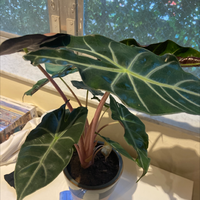Kris Plant with large, dark green leaves and white veins in a pot indoors.