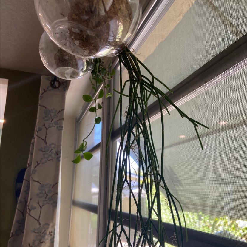 Mistletoe Cactus hanging in a glass container by a window, appearing healthy.