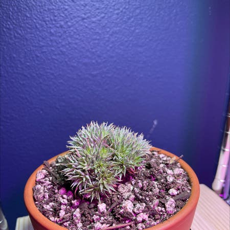 Photo of the plant species Deuterocohnia brevifolia by Brown named Yogurt Hamsty Brown on Greg, the plant care app