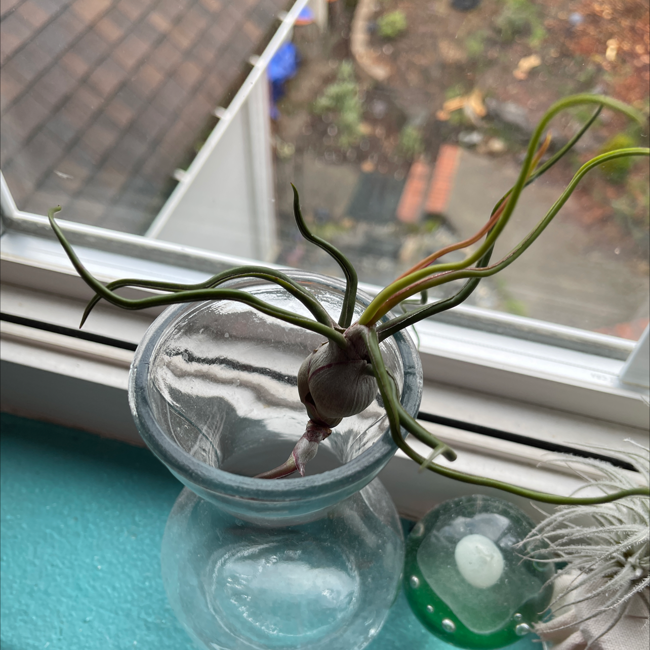 Bulbosa Air Plant in a glass container on a windowsill with some yellowing and browning leaves.