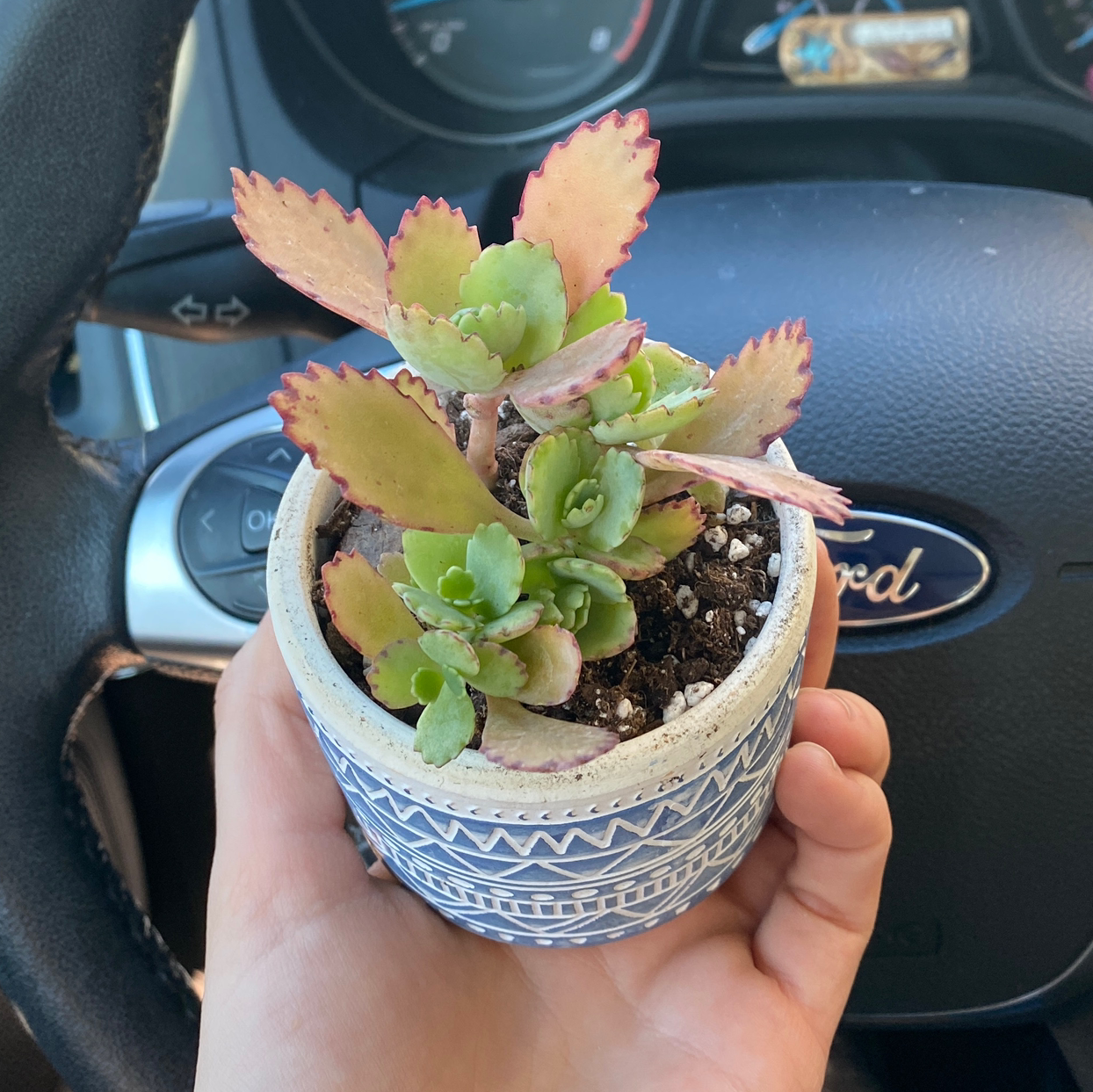 A hand holding a healthy potted Kalanchoe daigremontiana succulent plant with small plantlets growing on the leaf margins.