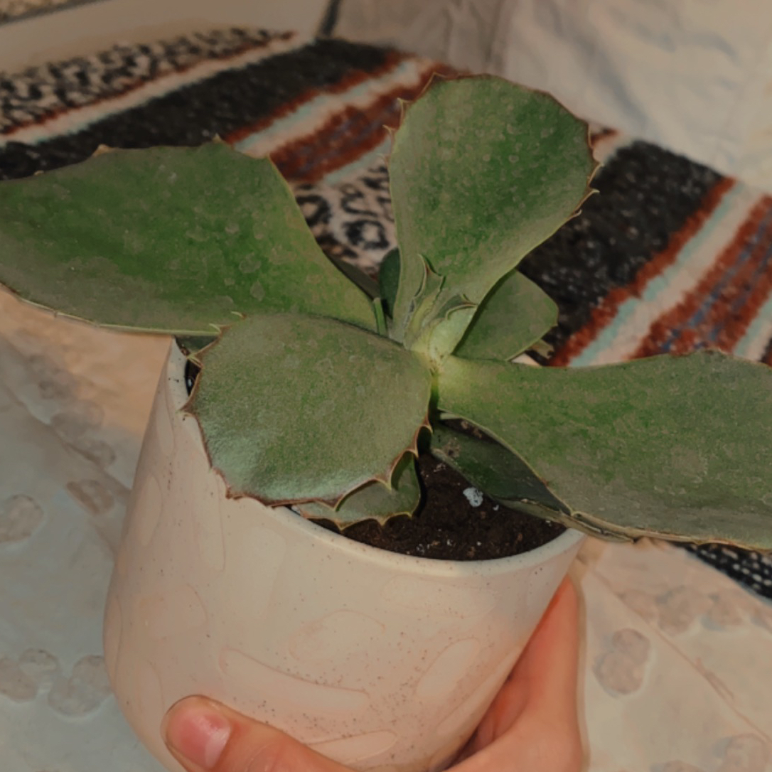 Photo of the plant species Walking Kalanchoe by @daniellekenadi named Karinea on Greg, the plant care app