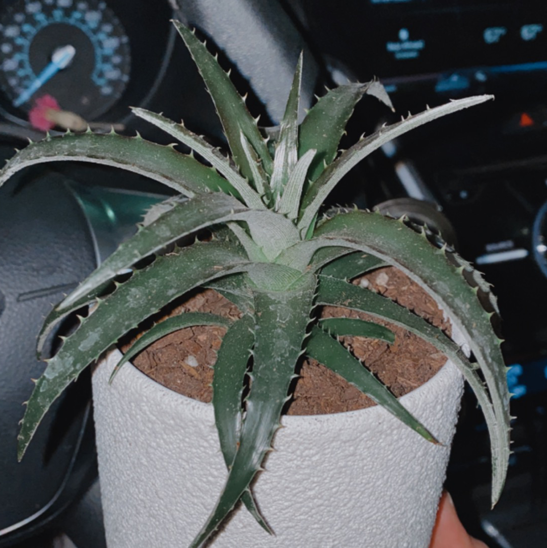Photo of the plant species Dyckia 'White Fang' by @daniellekenadi named Drew on Greg, the plant care app