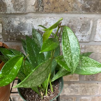 Hoya pubicalyx plant in Round Rock, Texas