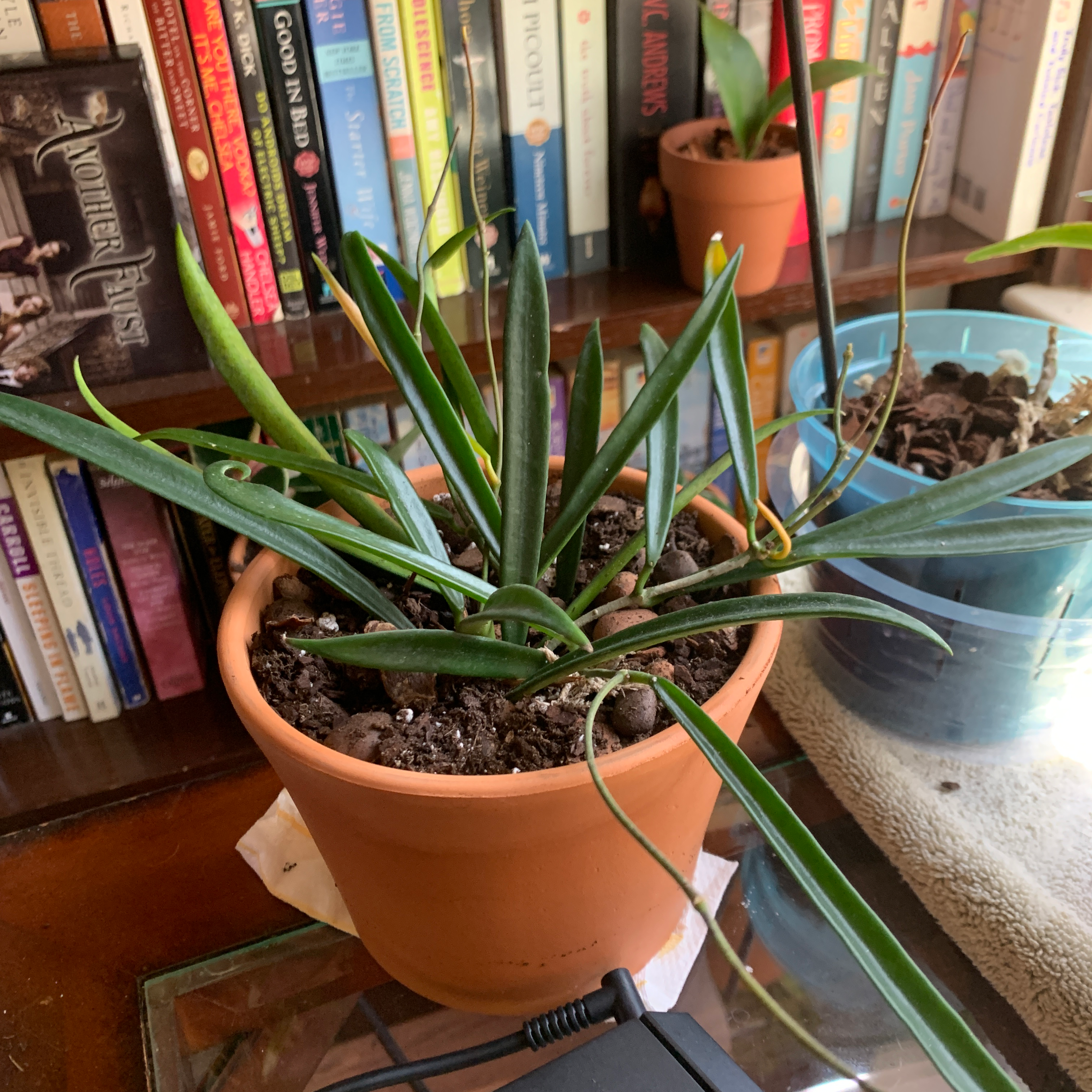Hoya shepherdii plant in a terracotta pot with visible soil and another plant in the background.