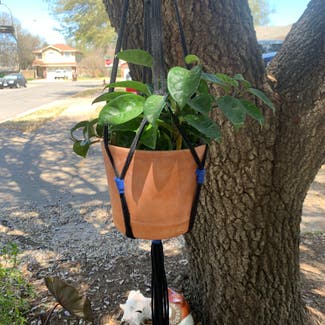 Hoya Carnosa Krinkle 8 plant in Round Rock, Texas