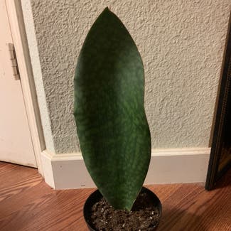 Whale Fin Snake Plant plant in Round Rock, Texas