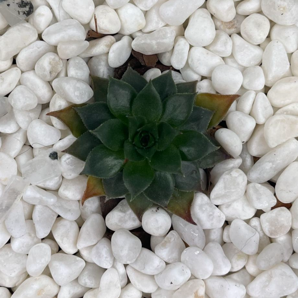 Photo of the plant species Bronco Hens and Chicks by @PeppyWinika named Sproutacus on Greg, the plant care app