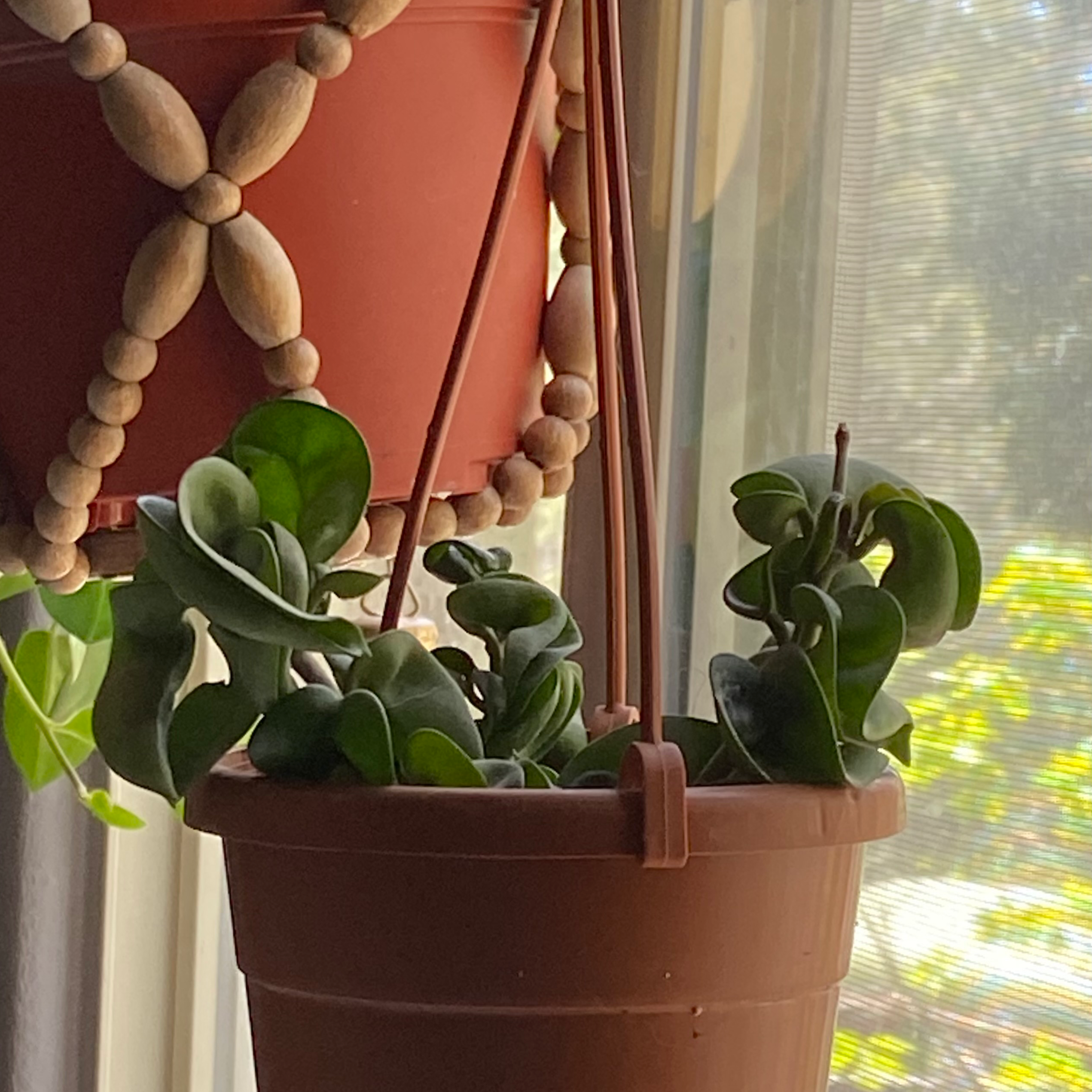 Hoya carnosa 'Compacta' plant in a hanging pot near a window, appearing healthy.