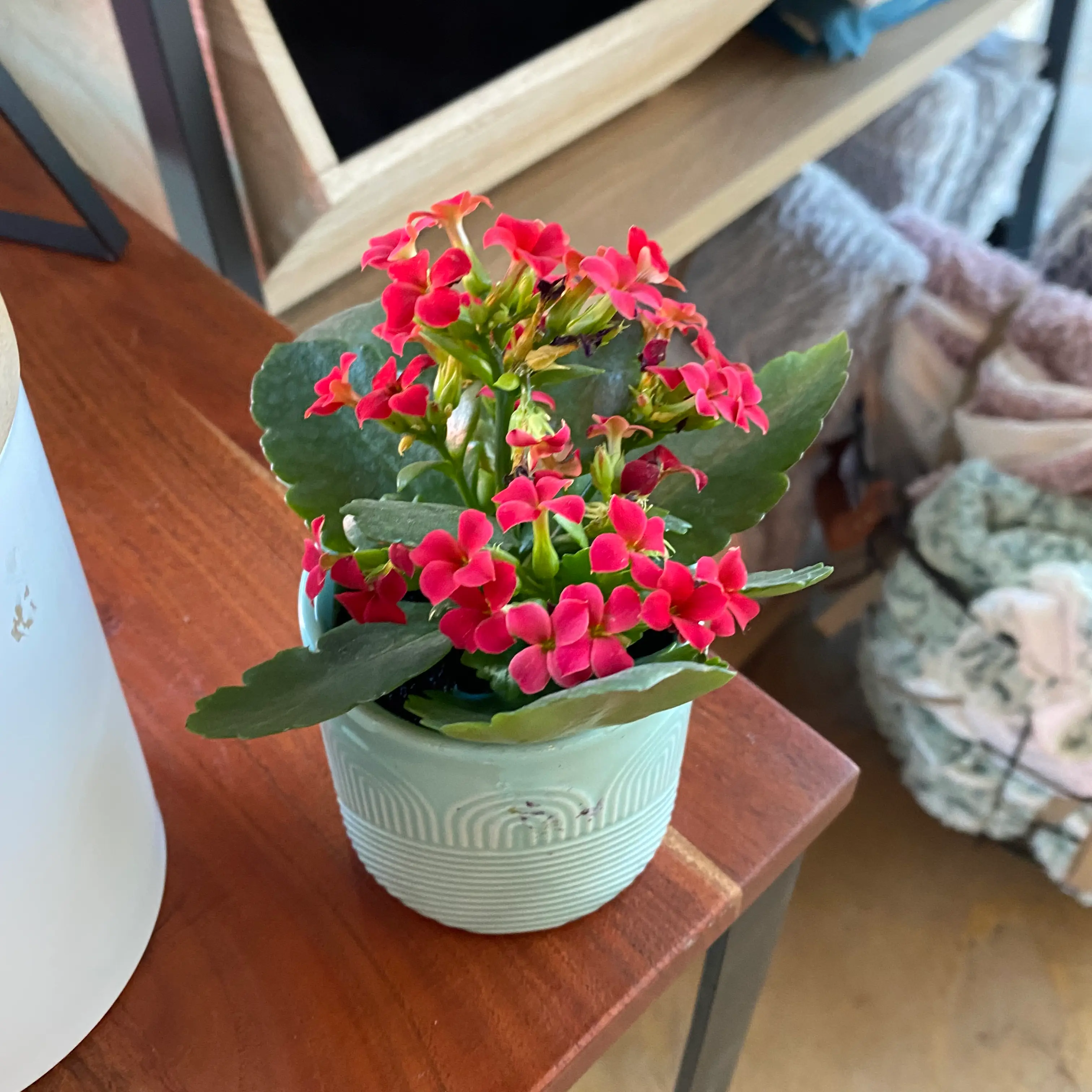 Florist Kalanchoe plant with abundant bright pink flowers and thick green leaves, held in hands against a wooden surface.