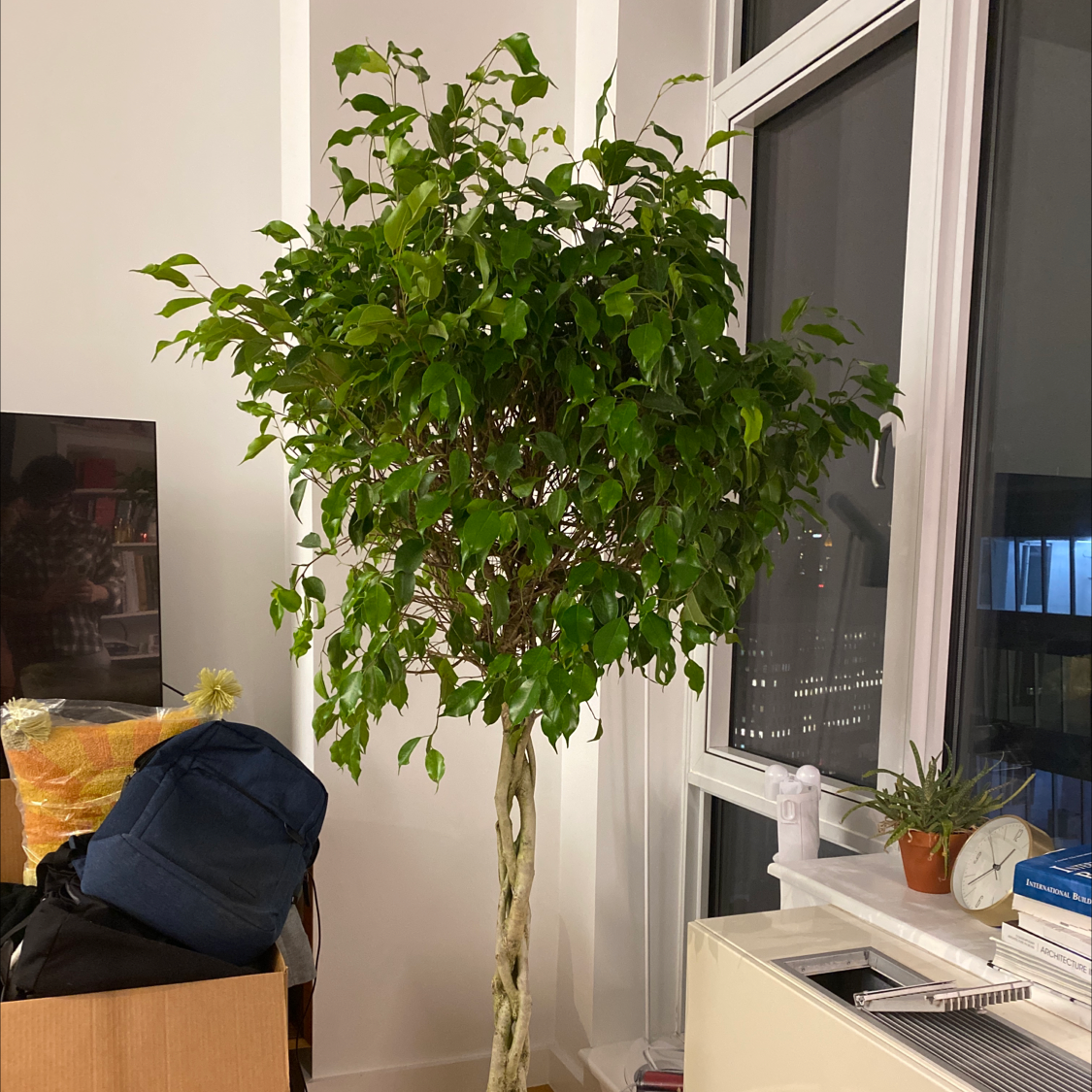 Weeping Fig plant photo by @L named 榕榕 on Greg, the plant care app.