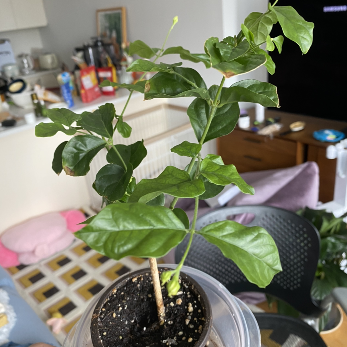 Healthy Arabian Jasmine plant with bright green glossy leaves growing in a small black plastic pot on a kitchen counter.