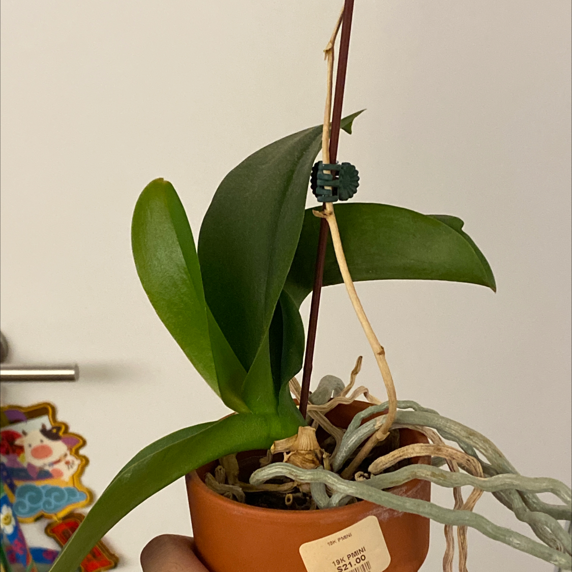 A healthy Aphrodite's Phalaenopsis plant in a pot with visible aerial roots.