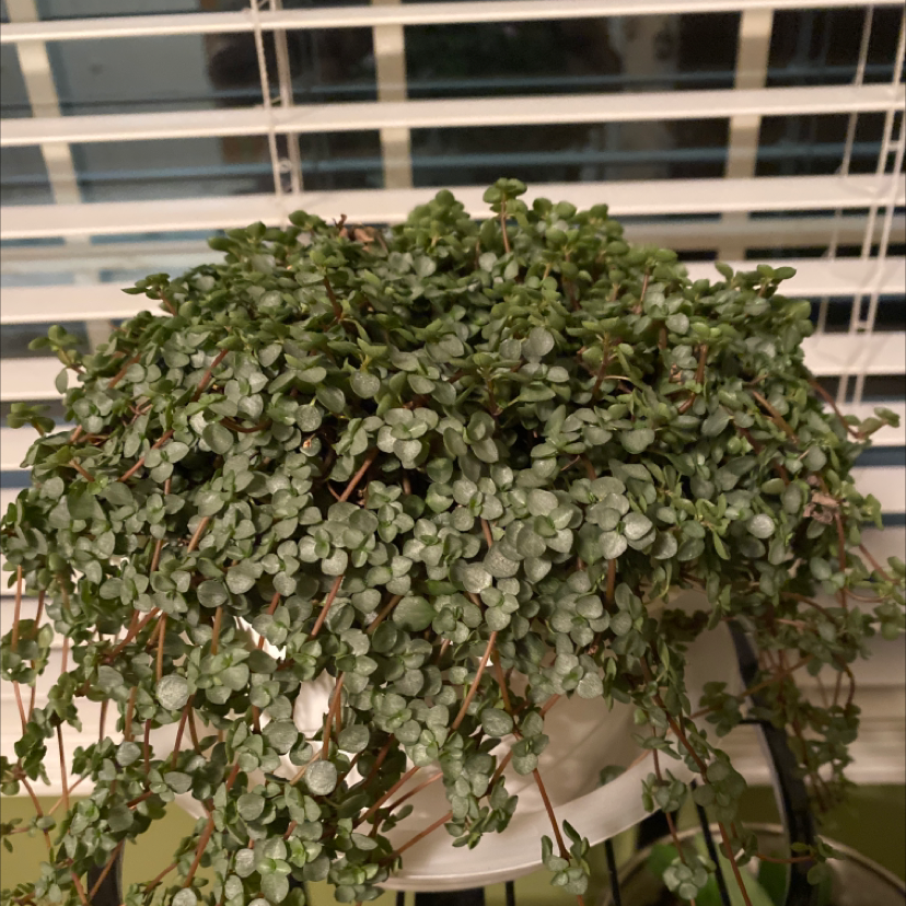 Your plant