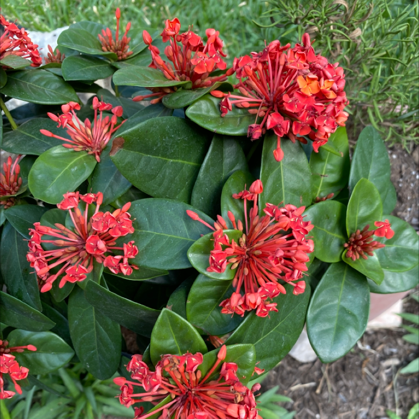 Jungle Geranium plant with vibrant red flowers and healthy green leaves.