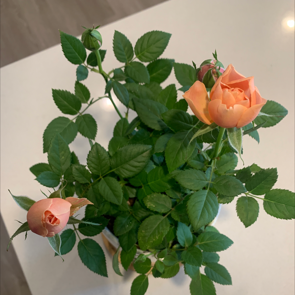 Parade Rose plant photo by @chellybean26 named Edith on Greg, the plant care app.