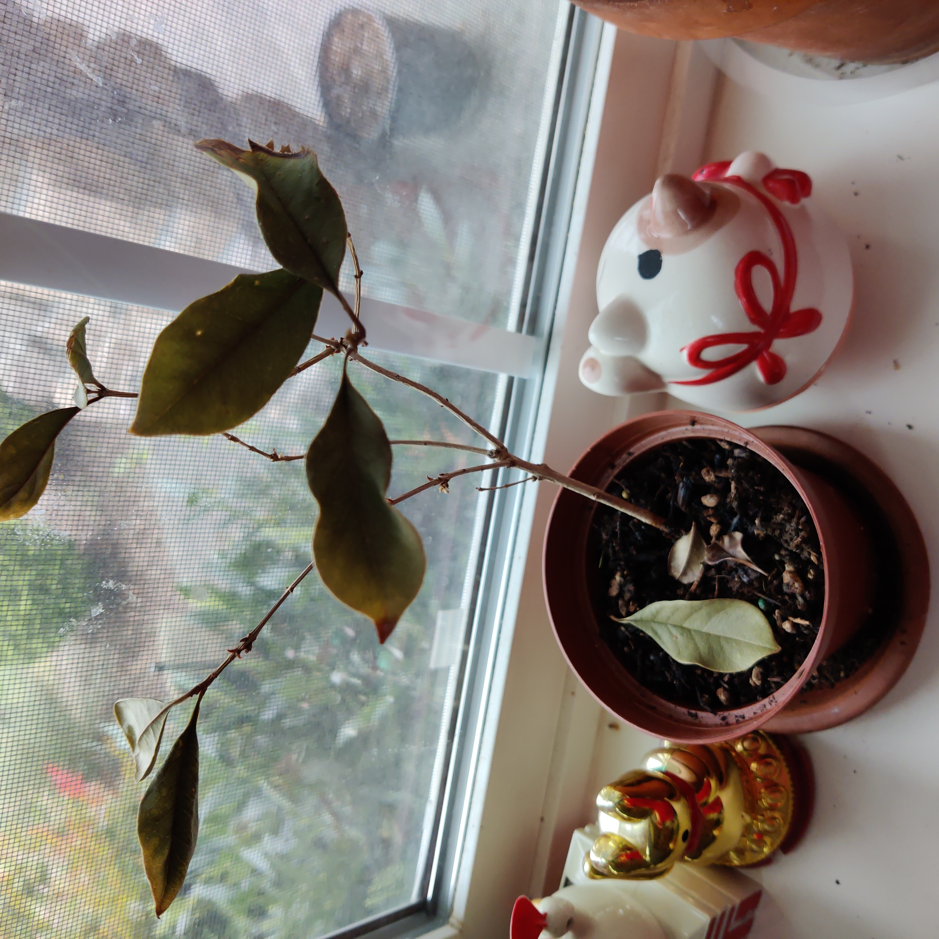 Potted Sweet Olive plant on a windowsill with some browning leaves.