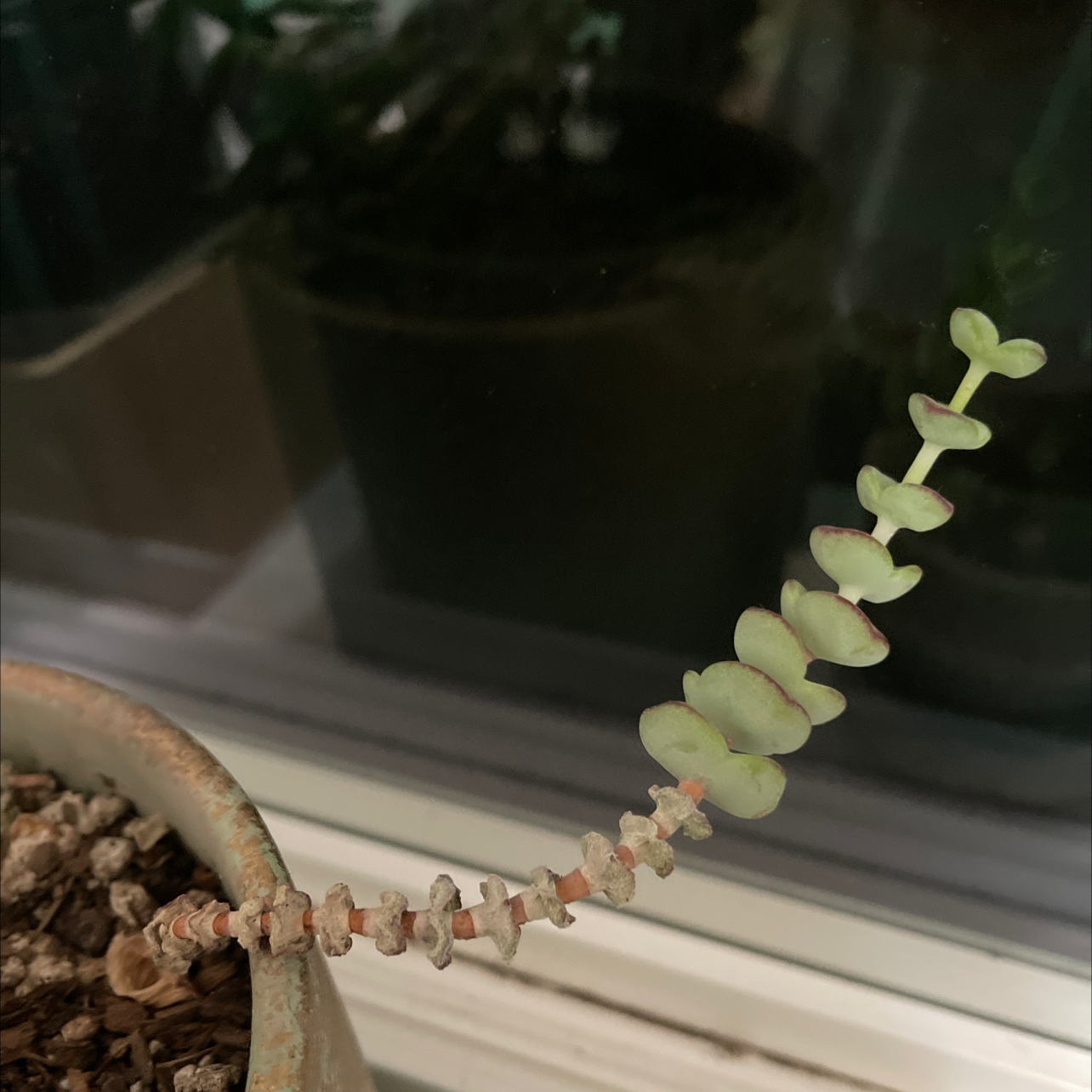 Crassula rupestris plant with a single stem and small, fleshy leaves in a pot with visible soil.