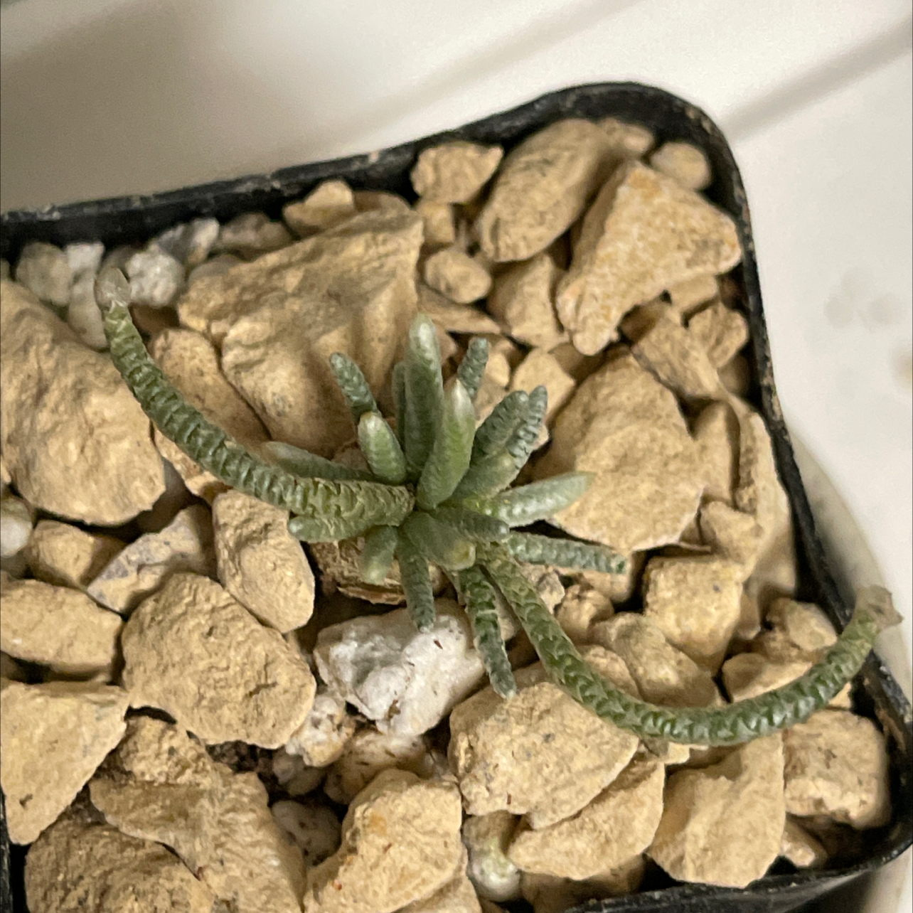 Plant care for Baesecke's Anacampseros on Greg, the plant care app