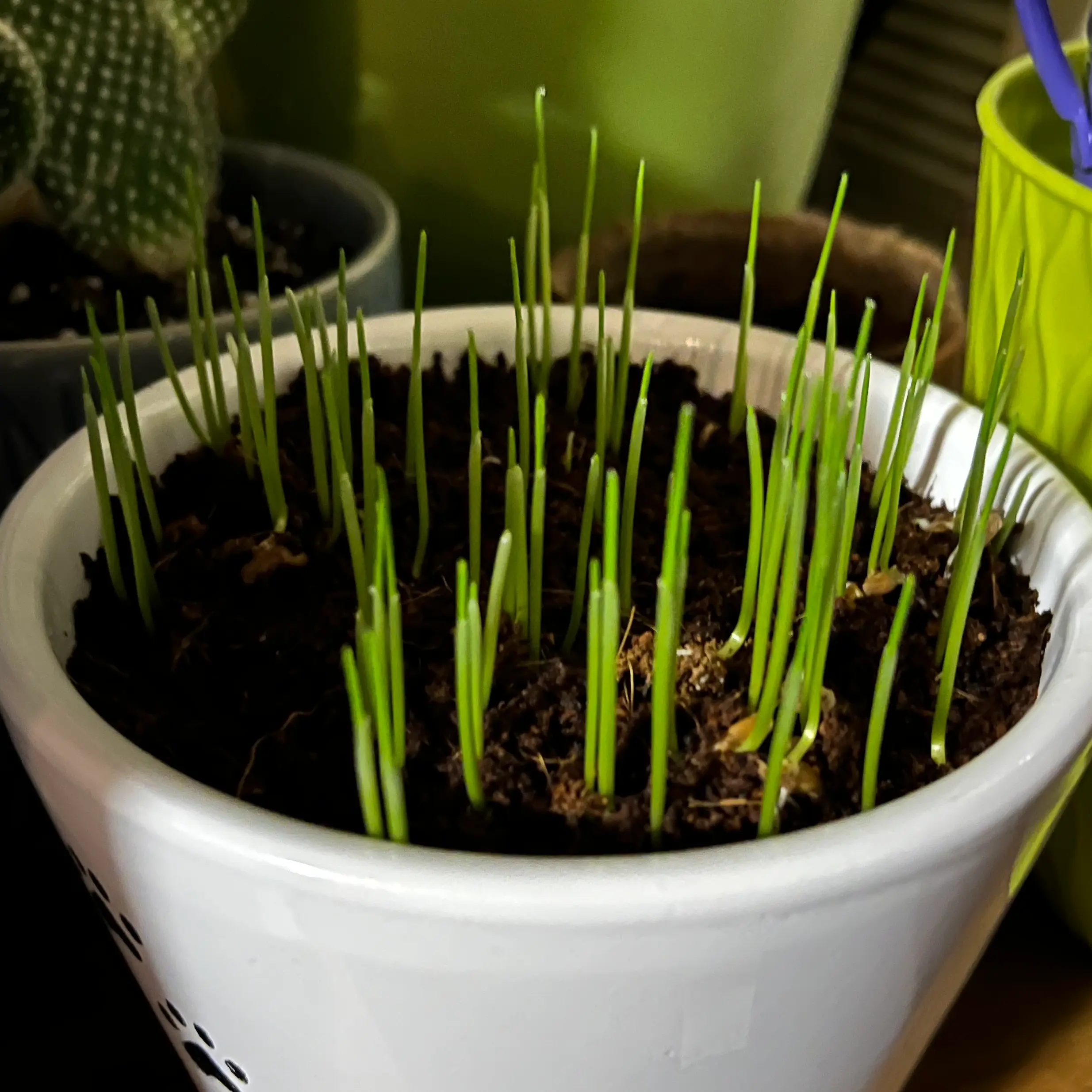 Healthy wheatgrass sprouts in a white pot with visible soil.