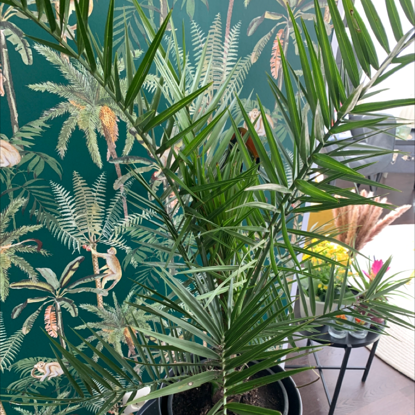 Canary Island Date Palm in a pot with green fronds, indoors with decorative wallpaper.