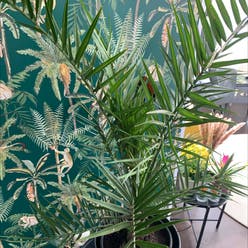 Canary Island Date Palm plant
