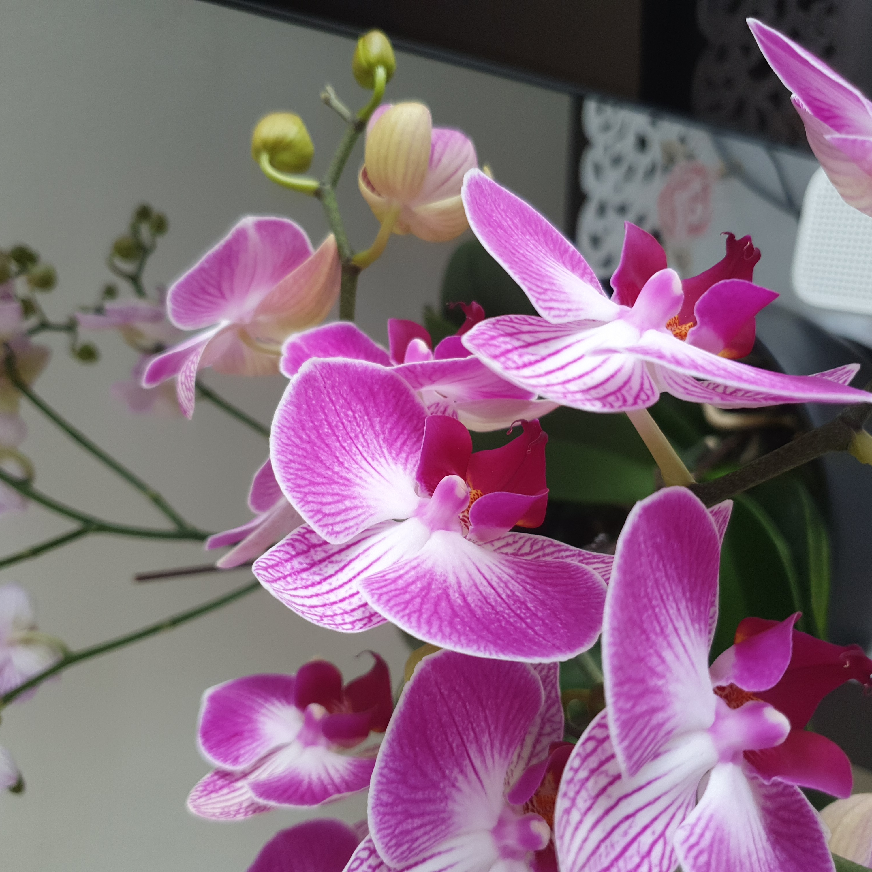 Aphrodite's Phalaenopsis with vibrant pink and white flowers, well-framed and healthy.