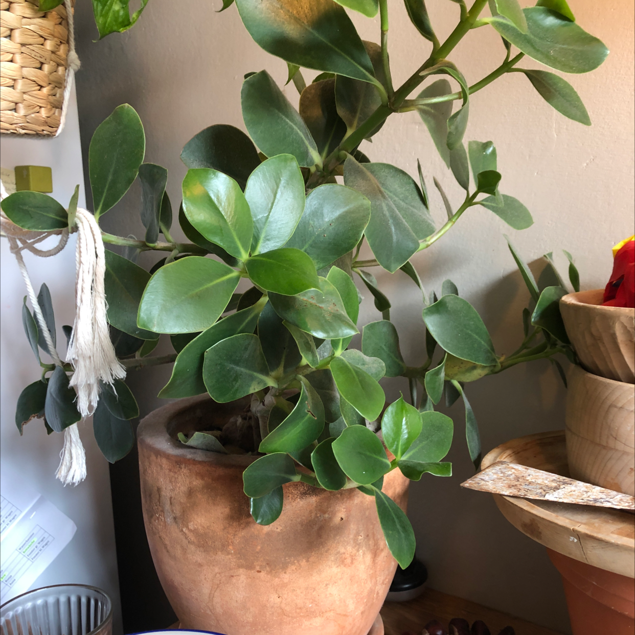 Healthy Autograph Tree in a terracotta pot with green leaves.
