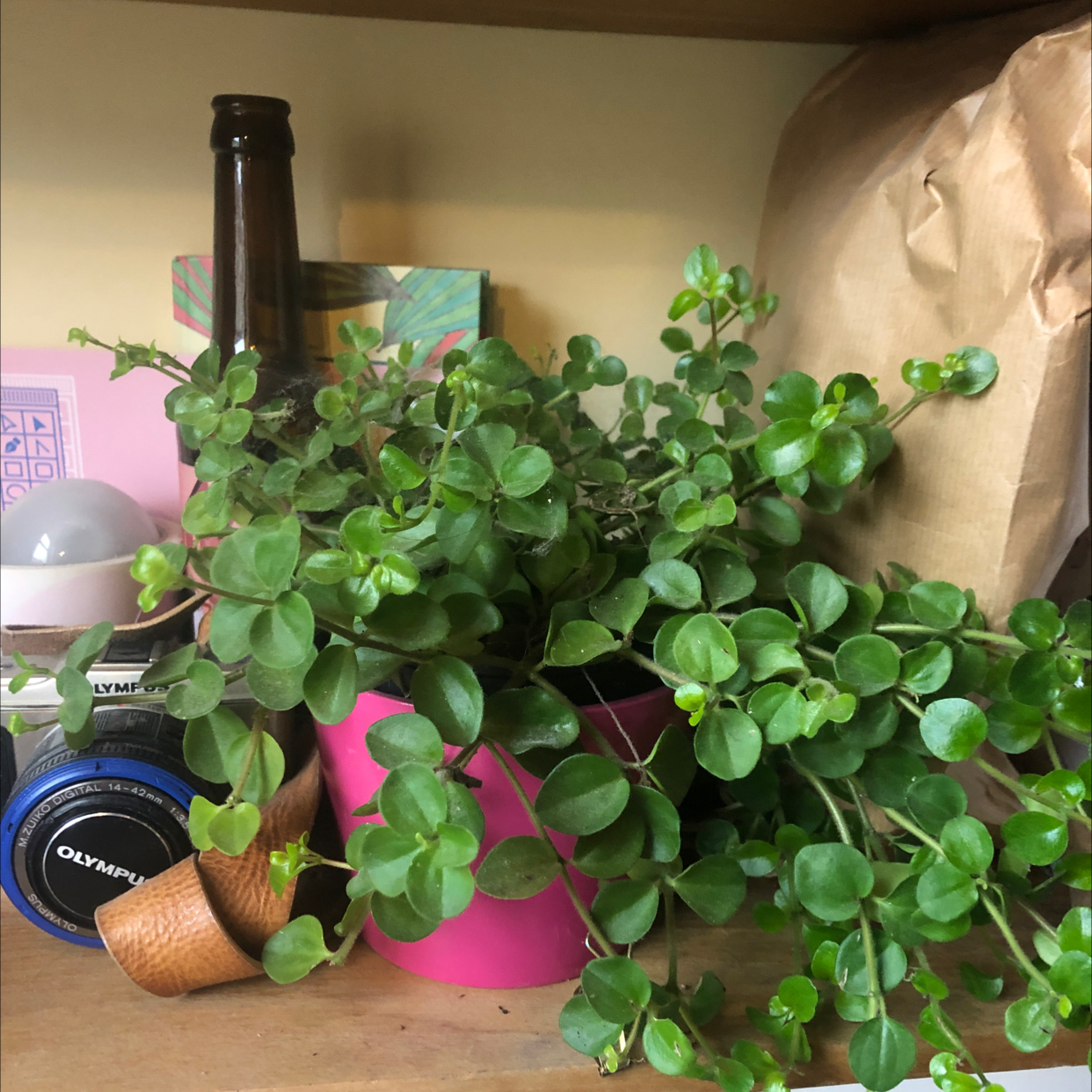 Beetle Peperomia plant in a pink pot on a shelf with various objects in the background.