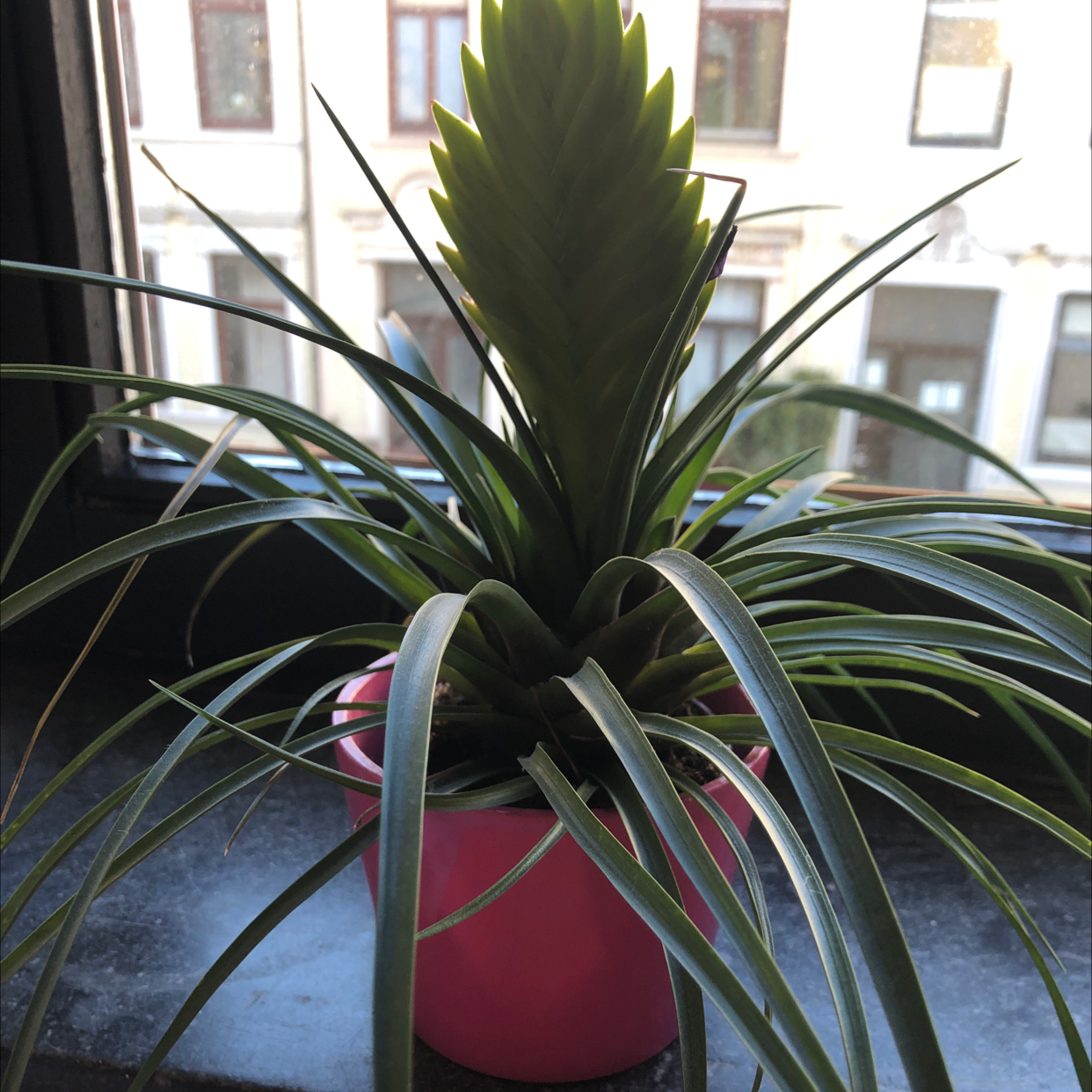 Pink Quill Plant in a pink pot on a windowsill, appears healthy.