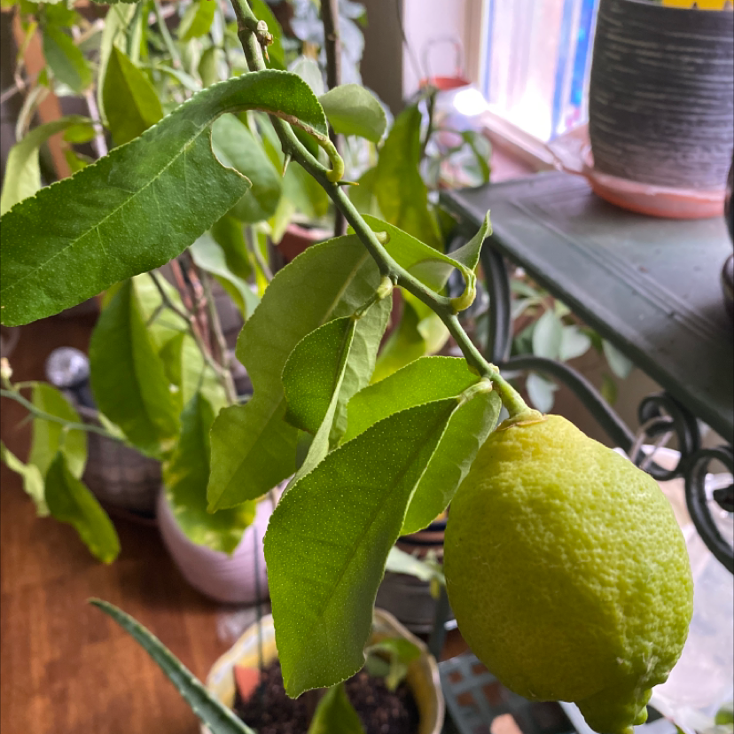 Makrut Lime plant with a prominent lime fruit and healthy green leaves indoors.