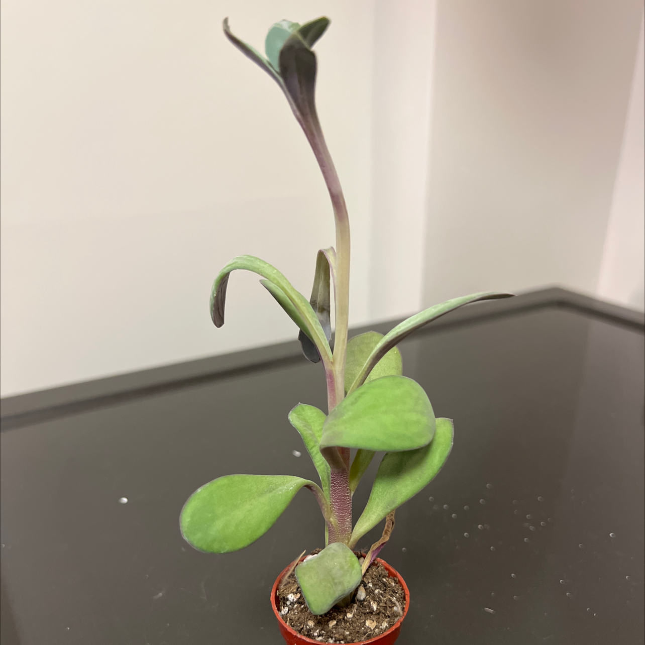 A healthy Vertical Leaf Senecio plant in a small pot with visible soil.