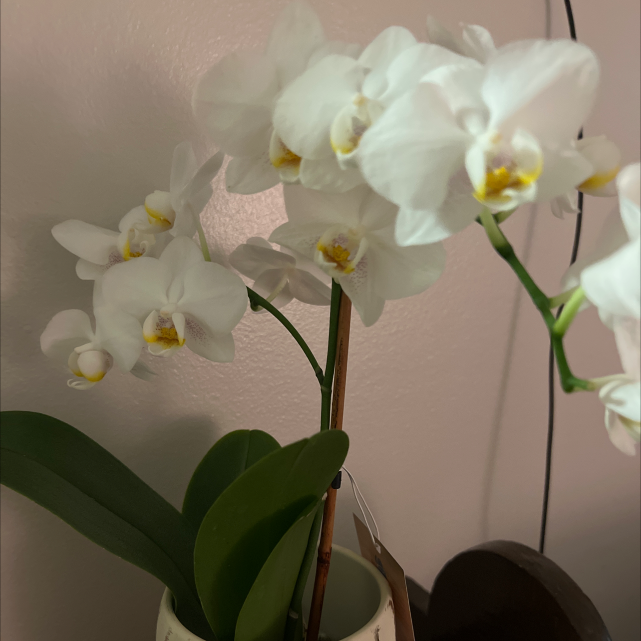 Osmo