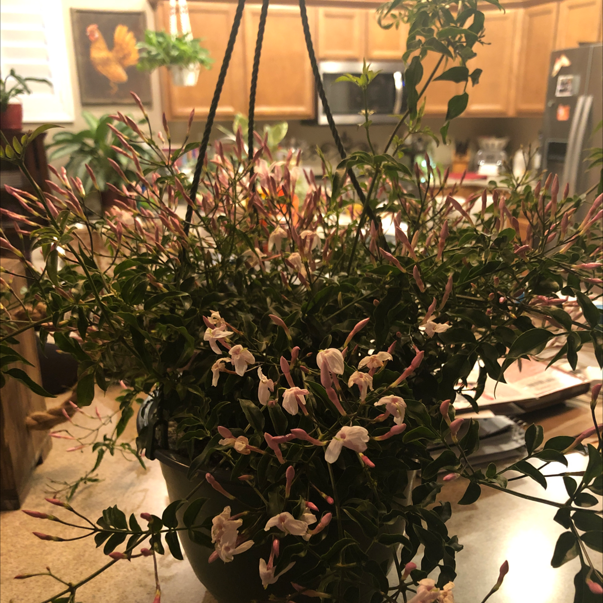 Pink Jasmine plant in a hanging pot with numerous flowers and buds, indoors in a kitchen setting.