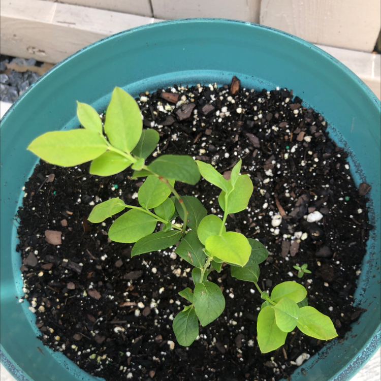 Photo of the plant species American Blueberry by Taylour named Blooregard Q Kazoo on Greg, the plant care app