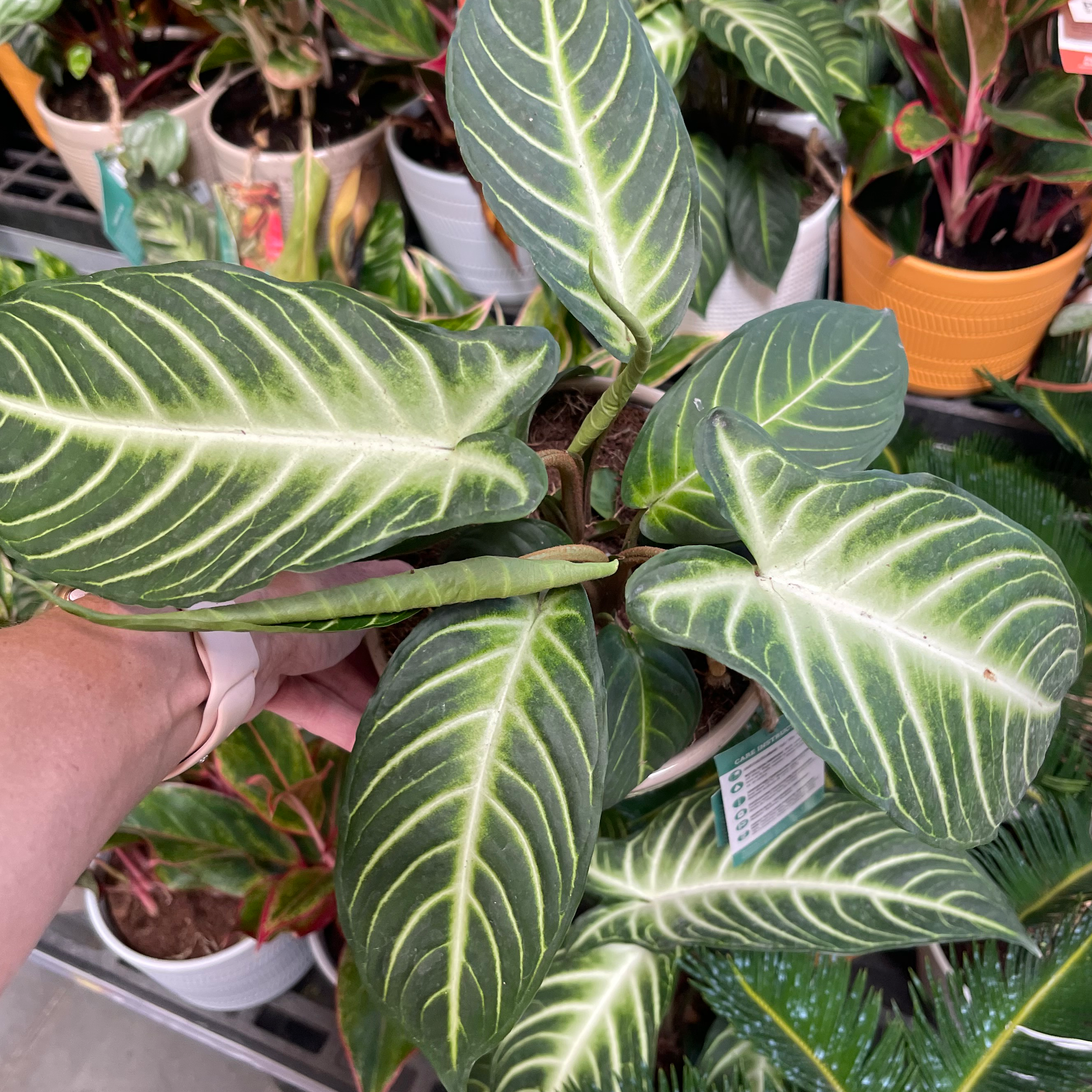 Healthy Caladium lindenii 'Magnificum' with vibrant green leaves and white veins.