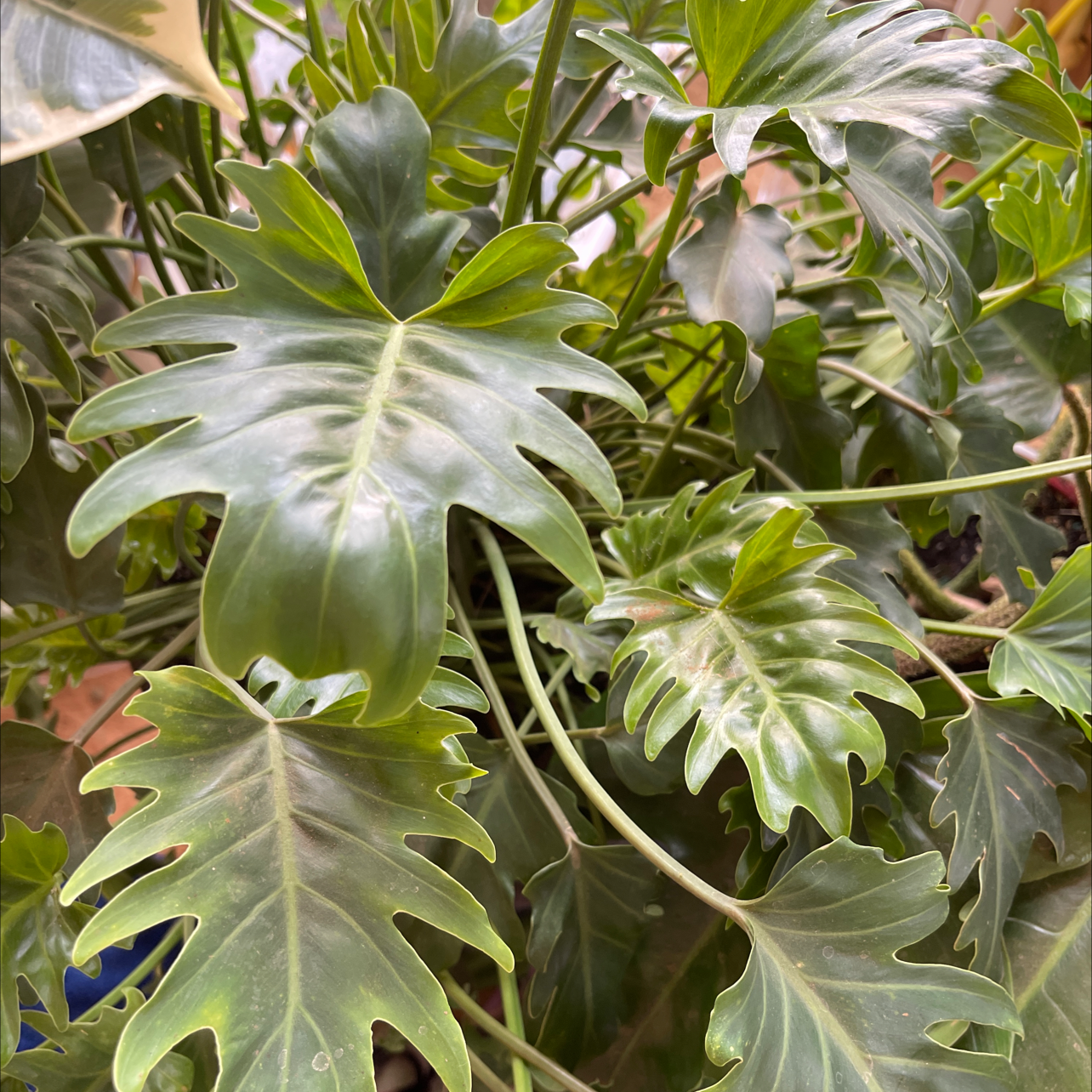 Photo of the plant species Philodendron Xanadu by @CozyTamarind named Your plant on Greg, the plant care app