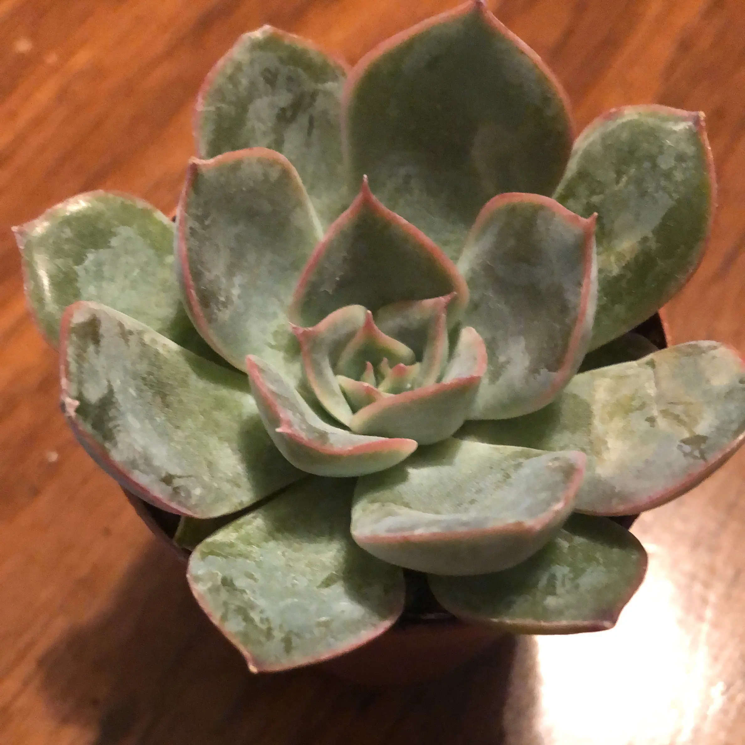 Echeveria 'Morning Beauty' succulent with green leaves and pink edges in a rosette pattern.