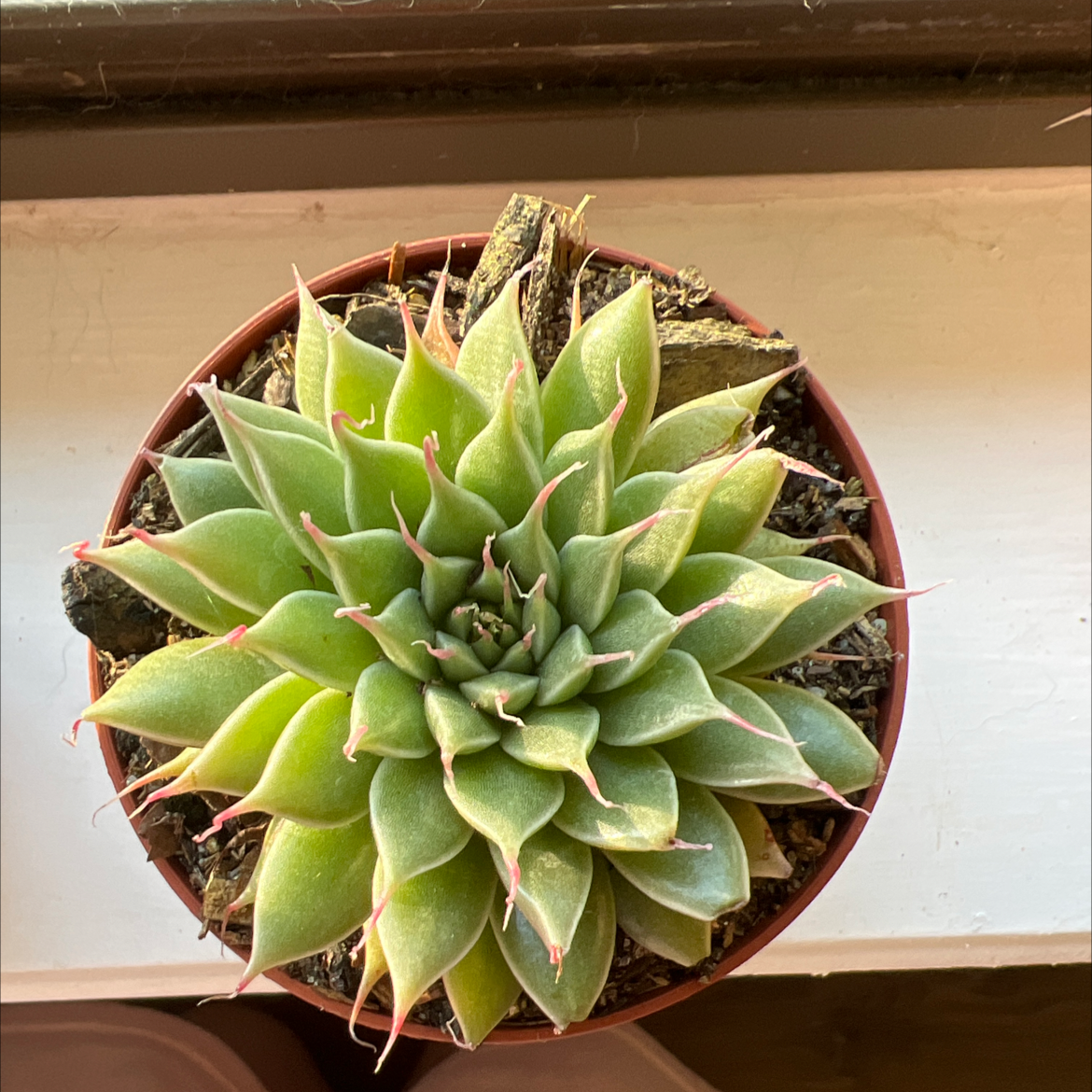 Photo of the plant species Red Prince Echeveria by @AstralPaint named Starlord on Greg, the plant care app
