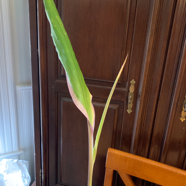 Cordyline fruticosa 'Pink Diamond' plant with green and pink leaves against a wooden background.
