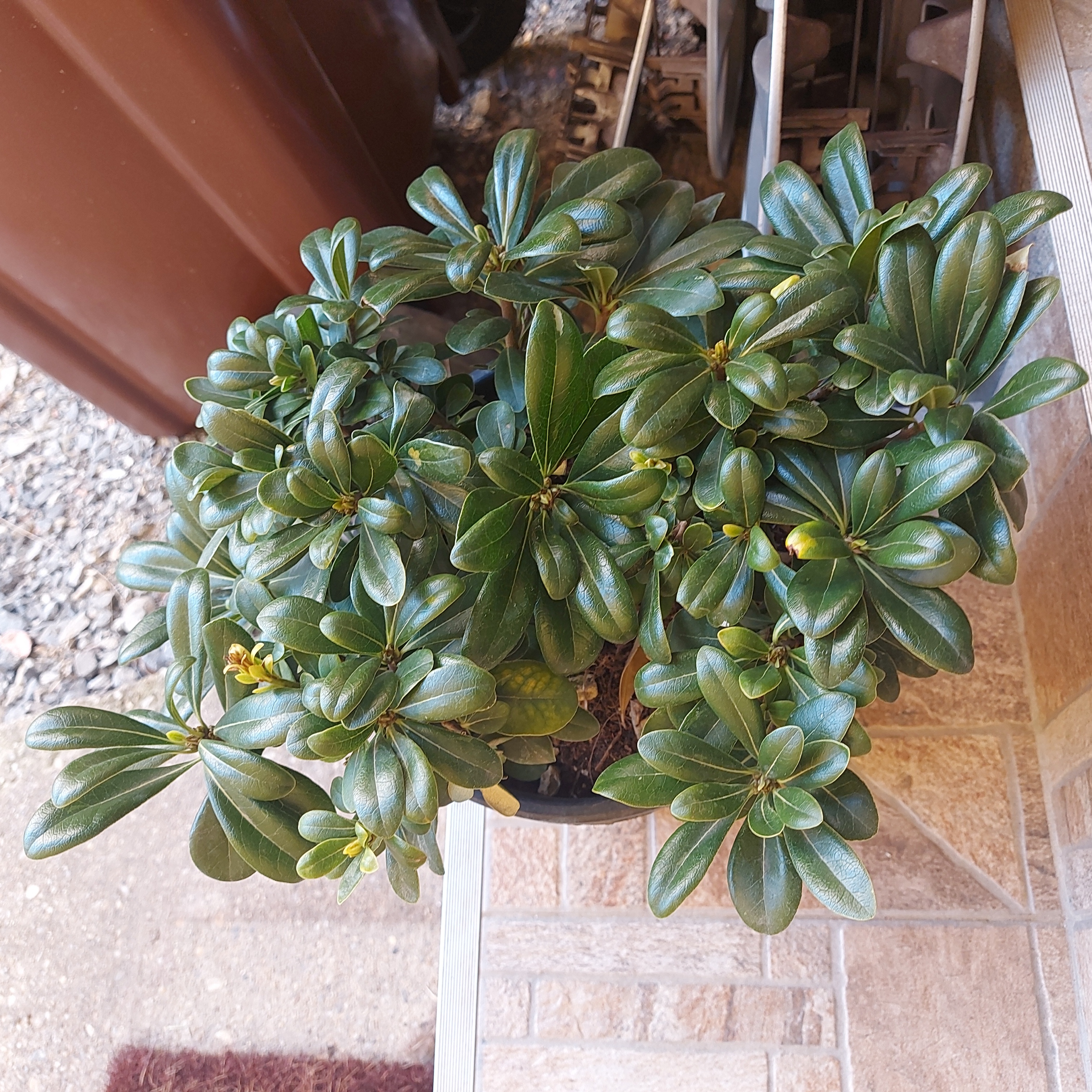 Healthy Japanese Cheesewood plant with glossy, dark green leaves.
